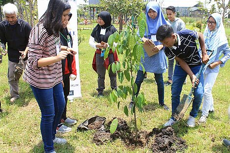 Tree planting has potential to have great impact