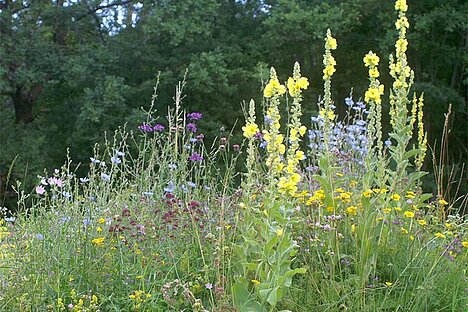 Biodiversität und Umweltschutz